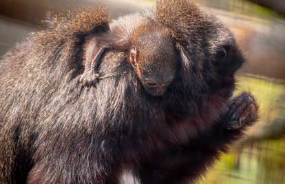 Fotka dana: Beba majmuna drži se čvrsto za mamu i ne pušta je