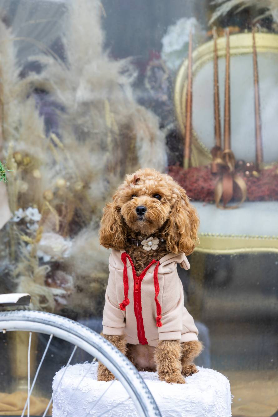 24sata: Pula: Pas pozira ispred cvjećarnice i glumi soba