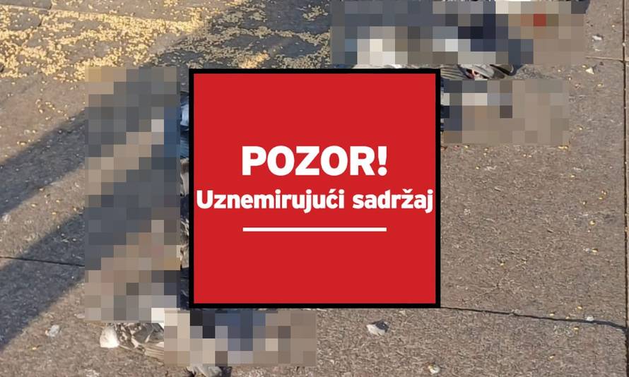 Golubove na Trgu bana Jelačića gazio vozač dostavnog vozila! Kaže, mislio je da će se maknuti