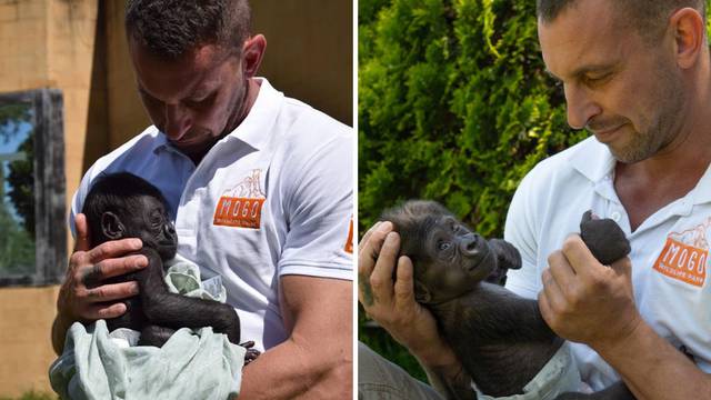 Čuvar spasio život bebi gorili, svakodnevno je hranio bočicom, a sad su mu našli i novu majku