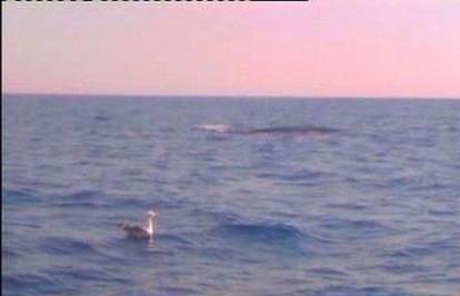 Ribolovci kraj Šibenika susreli kita dugog 15 m