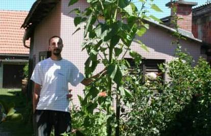 Suncokret od 3,20 metra izrastao u  dvorištu u Sunji