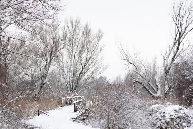 Kopački rit: Zimska idila u Baranji 