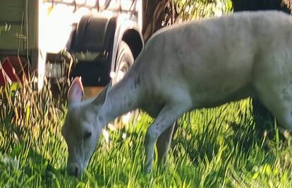 VIDEO Albino košuta mirno jela travu kraj kuća u Zagrebu