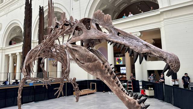 Check out world's largest predatory dinosaur