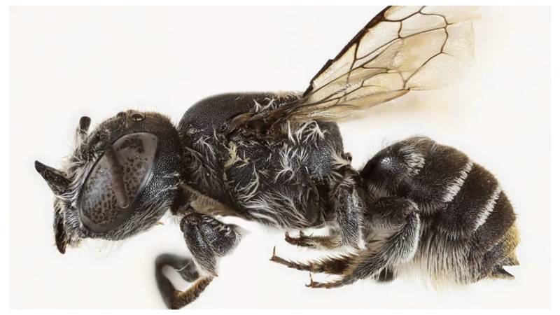 Otkrili su novu vrstu pčele, ima rogove! Dobila ime po hit seriji