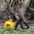 FOTO Životinje u zagrebačkom Zoološkom vrtu dobile bundeve