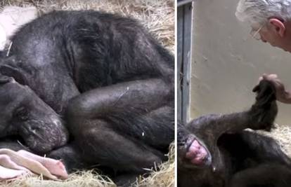 Dirljivi trenutak: Čimpanza se prije smrti oprostila od čuvara