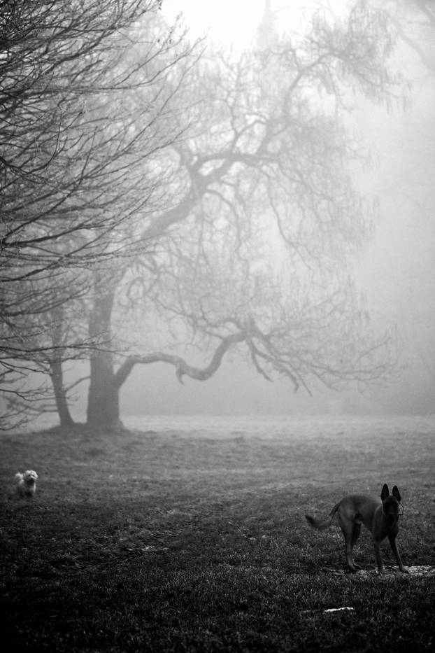 Zagreb: Gusta magla sakrila boje parka Maksimir
