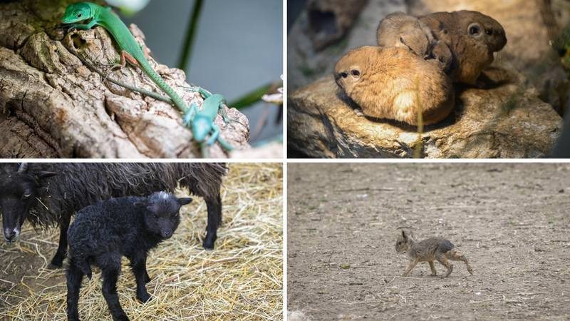 FOTO Baby boom u Divljem srcu Zagreba: Stiglo nam je pet beba guštera, oriks i jedno crno janje
