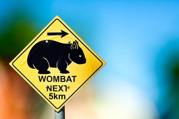 Traffic sign at the road side warns the drivers about wombat cro