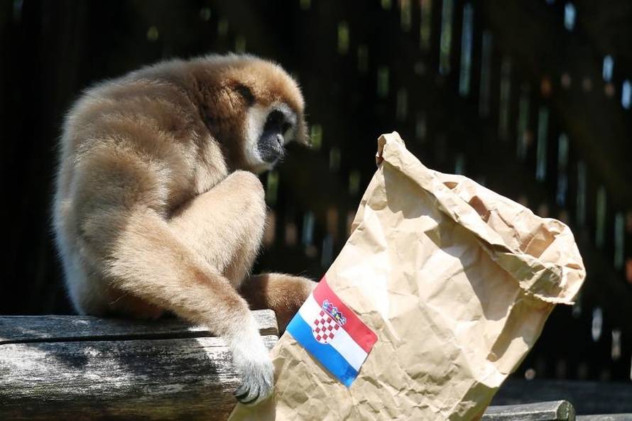 Neodlučni majmun: Prvo uzeo španjolsku vreću pa ju je bacio