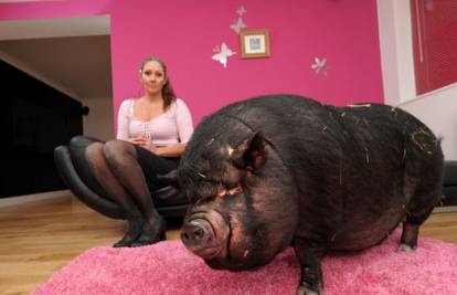 Mini svinja postala je krmača: Imaju ljubimca teškog 107 kila