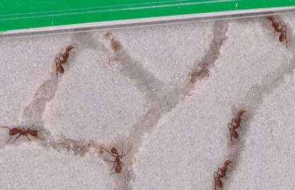 Mravi bi nam mogli pomoći da bolje reguliramo gužve