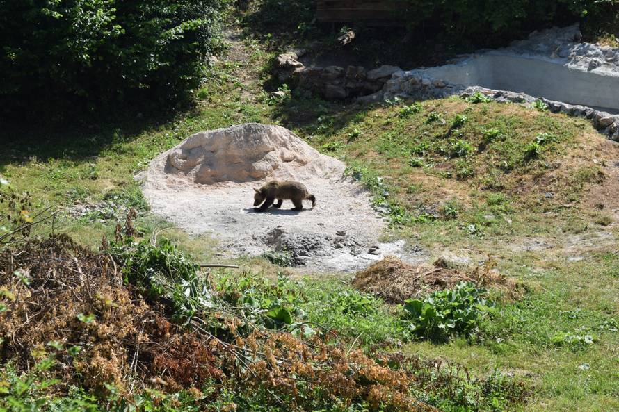Medo Matija, mladunče-siroče, napokon je stigao u utočište