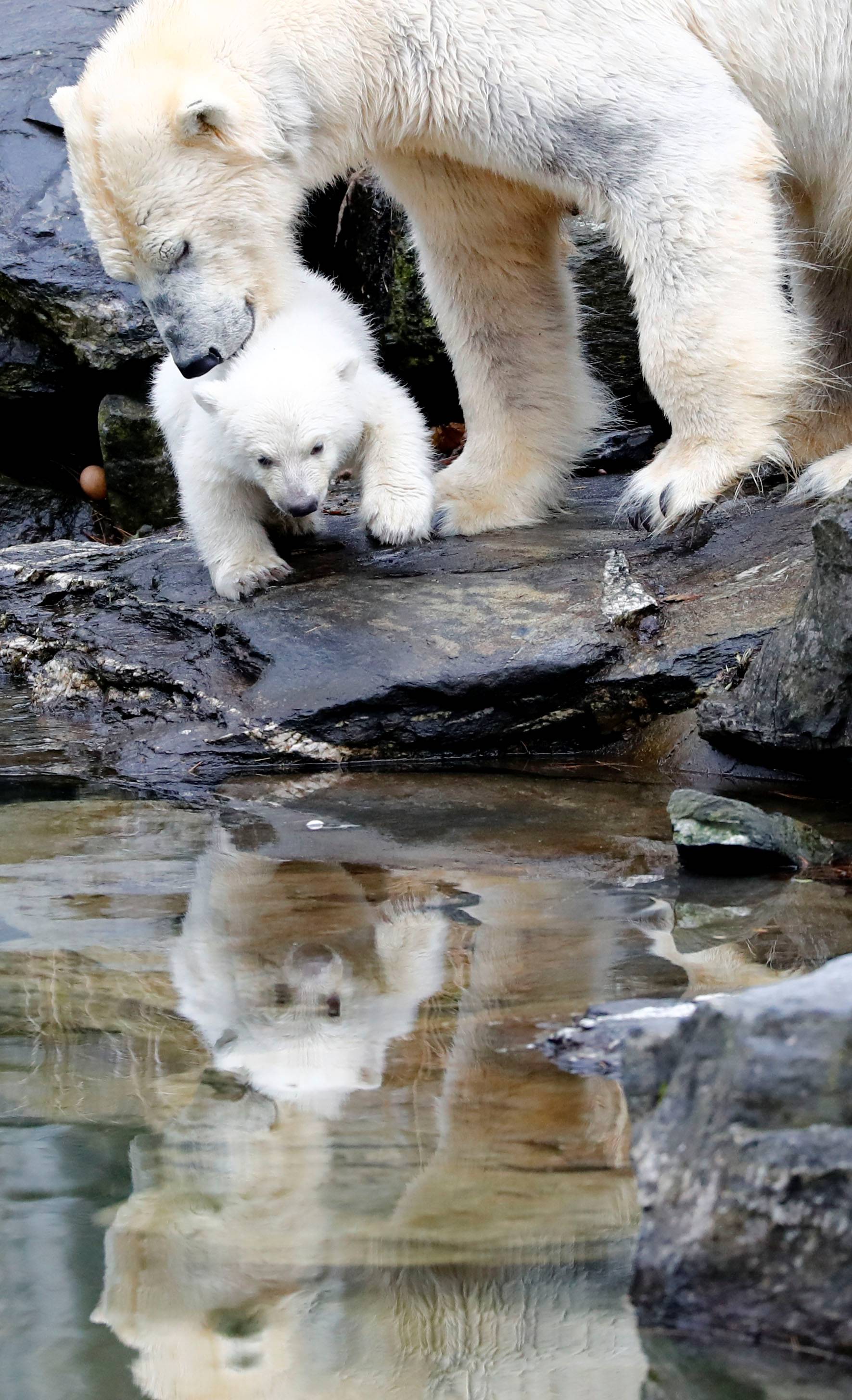 A female polar bear cub is seen together with 9 year-old mother Tonja during her first official presentation for the media at Tierpark Berlin zoo in Berlin