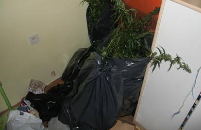 Rijeka: Muškarac (30) uzgajao travu u podstanarskom stanu