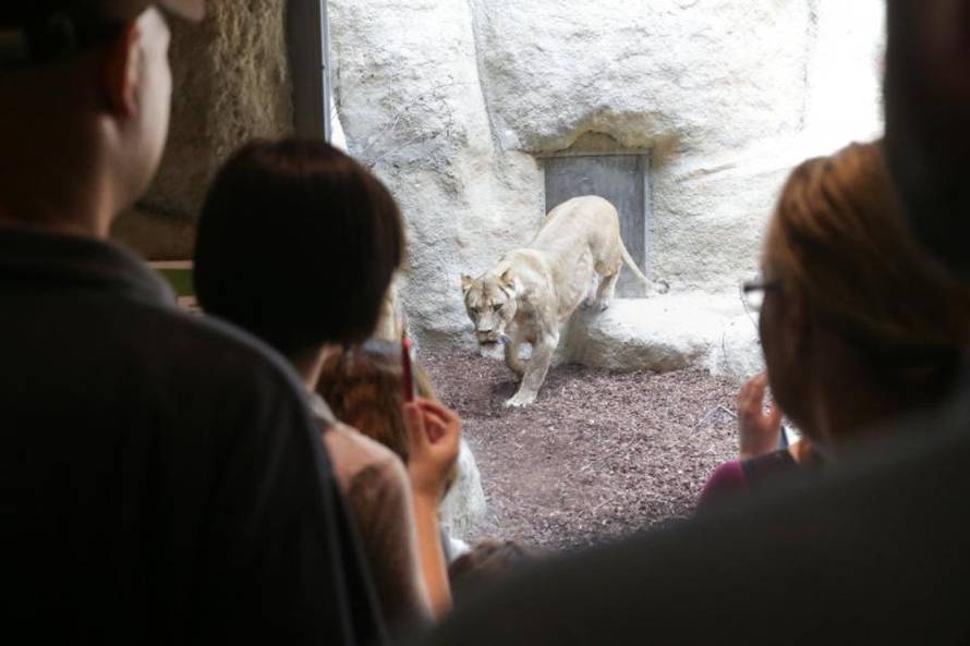 Petar Glebov / PIXSELL