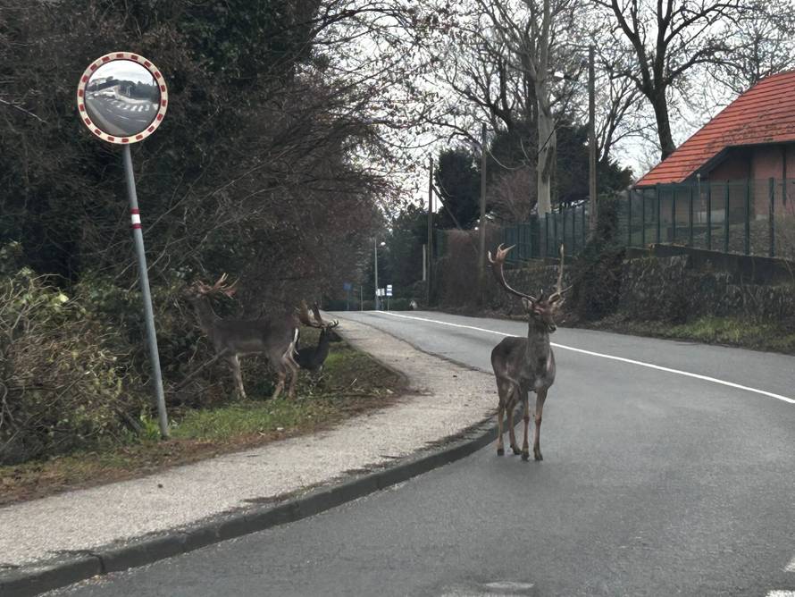 VIDEO Kakva scena u Zagrebu: 'Jeleni su čak prelazili po zebri'