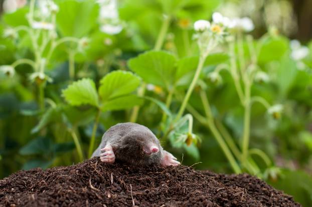 Mole and molehill
