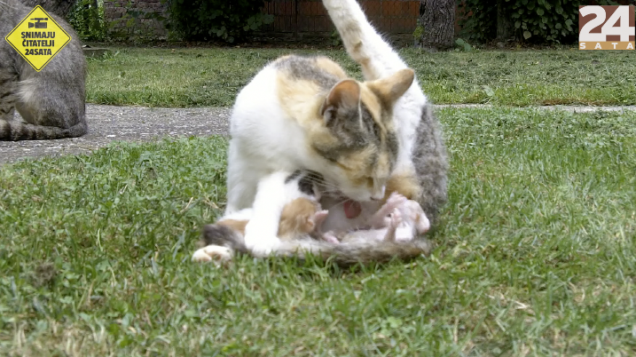 Slatko, najslađe: Prvi mijau u zagrljaju mame mace Šarke