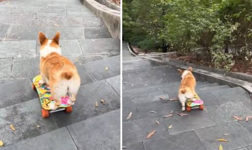 VIDEO Mali pas vozi skateboard po stepenicama, a ljudi su oduševljeni: 'Kakav talent!'