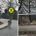 VIDEO Kakva scena u Zagrebu: 'Jeleni su &ccaron;ak prelazili po zebri'
