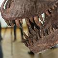 T.rex, gdje su ti nestali zubi? Novo otkriće potpuno mijenja sliku o  opakim dinosaurima