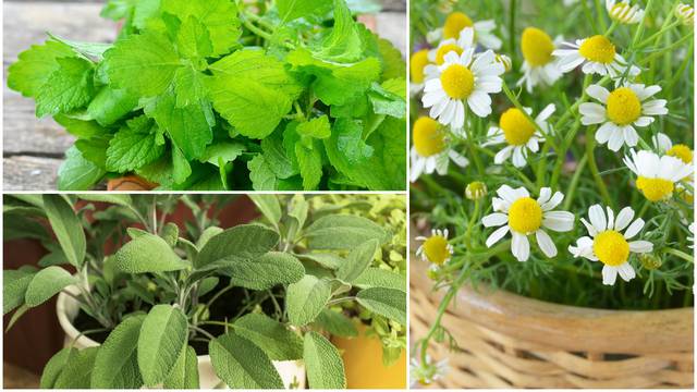 5 ljekovitih biljaka za posaditi doma - smiruju mnoge tegobe