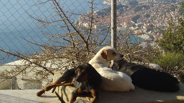Društvo za zaštitu životinja Dubrovnik