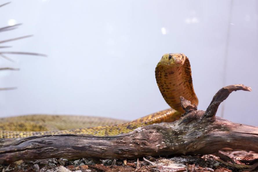 Zagreb: U centru Kaptol otvorena je izloÅ¾ba otrovnih zmija "Äudesan svijet zmija"