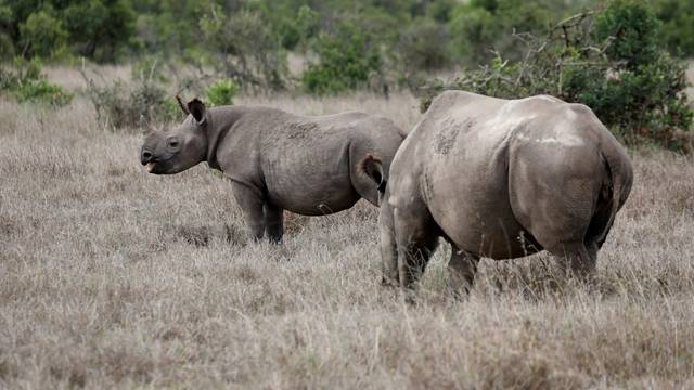 FILE PHOTO: A black rhino calf and its mother are seen at the Ol Pejeta Conservancy in Laikipia national park