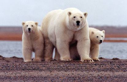 Broj polarnih medvjeda mogao bi biti trećinu manji do 2050.