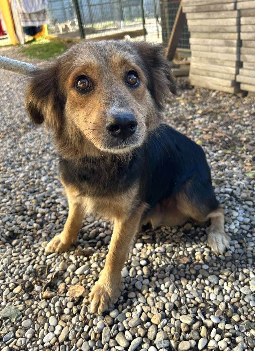 Iz romskog naselja u Međimurju spasili 37 pasa: 'Bez nadzora tu lutaju, a mačke ni ne prežive...'