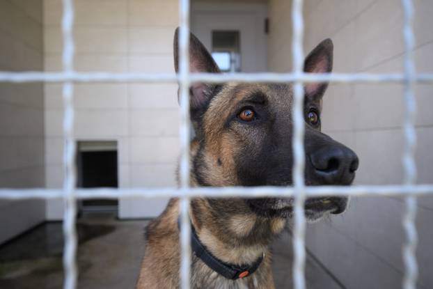U skloništu Dumovec održan je prvi Dumovečki buvljak na kojem su građani mogli posjetiti sklonište te upoznati pse i mačke