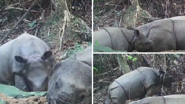 Ugroženi javanski nosorozi imaju novog člana obitelji