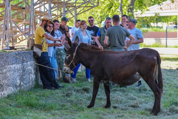 Pula: Održana je tradicionalna 55. Trka na tovari
