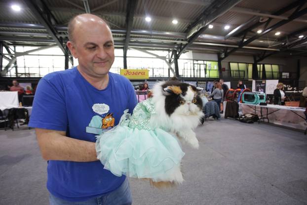 Rijeka: Međunarodna izložba mačaka