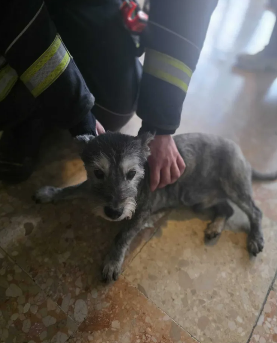 FOTO Pas Thor zapeo je u liftu. Spasili ga vatrogasci: Čula sam ga kako se guši i zapomaže