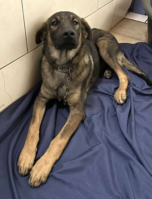 FOTO Ovo su oduzeti psi iz romskog naselja. U jednom danu spasili ih 37! Udomite ih