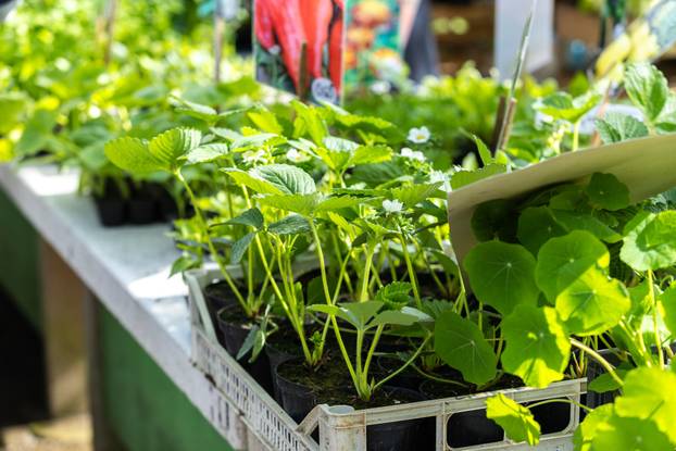 Pula: Sadnice na pulskoj tržnici