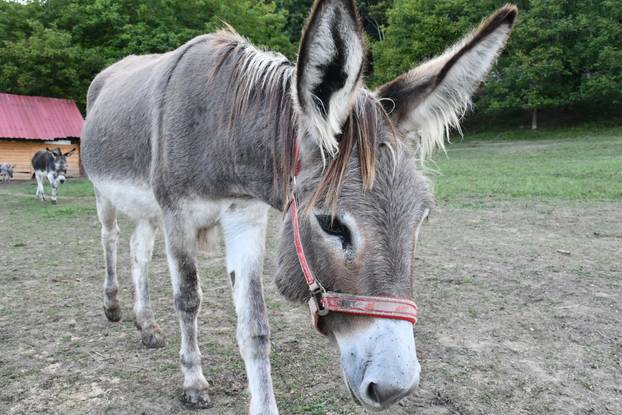 FOTO Kokoši, peseki, konji... Evo što sve skriva Enin ranč pun ljubavi: 'Oni su moji ljubimci!'