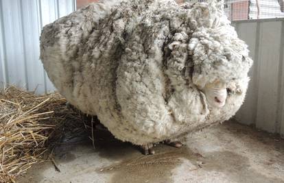 Prvi put kod 'frizera': Ovci  Chrisu ošišali 42 kg vune