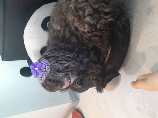 SUPER FOTKE vaših ljubimaca! Neki bi mogli biti viralni hit, ali svi su jednostavno neodoljivi