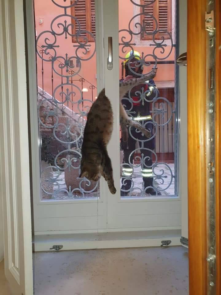Nestašni mačak skoro stradao: Htio u kuću, zapeo na prozoru!
