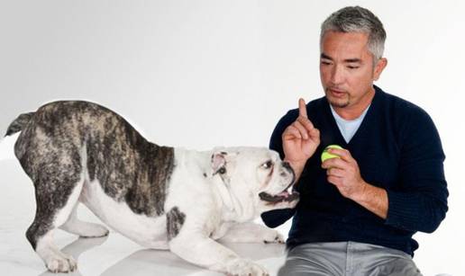 Tražite šaptača psima? Cesar Millan pomaže vam u odabiru