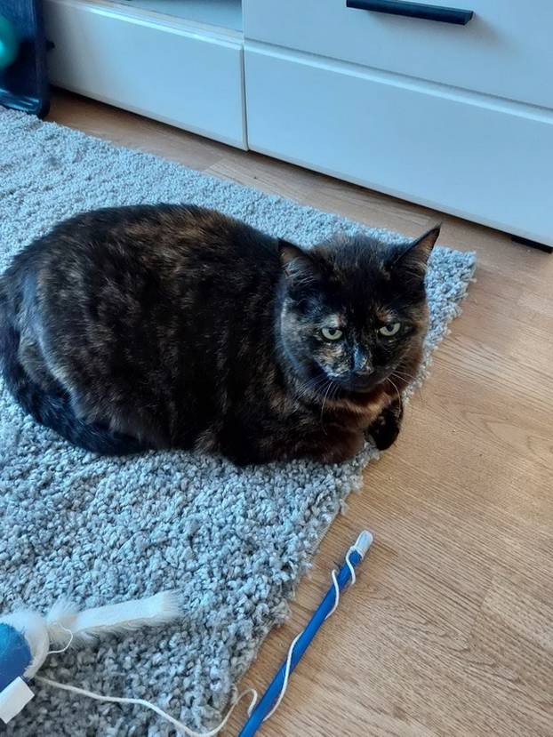 Udomite ih! Ove slatke mace u Noinoj Arci osvojit će vaša srca