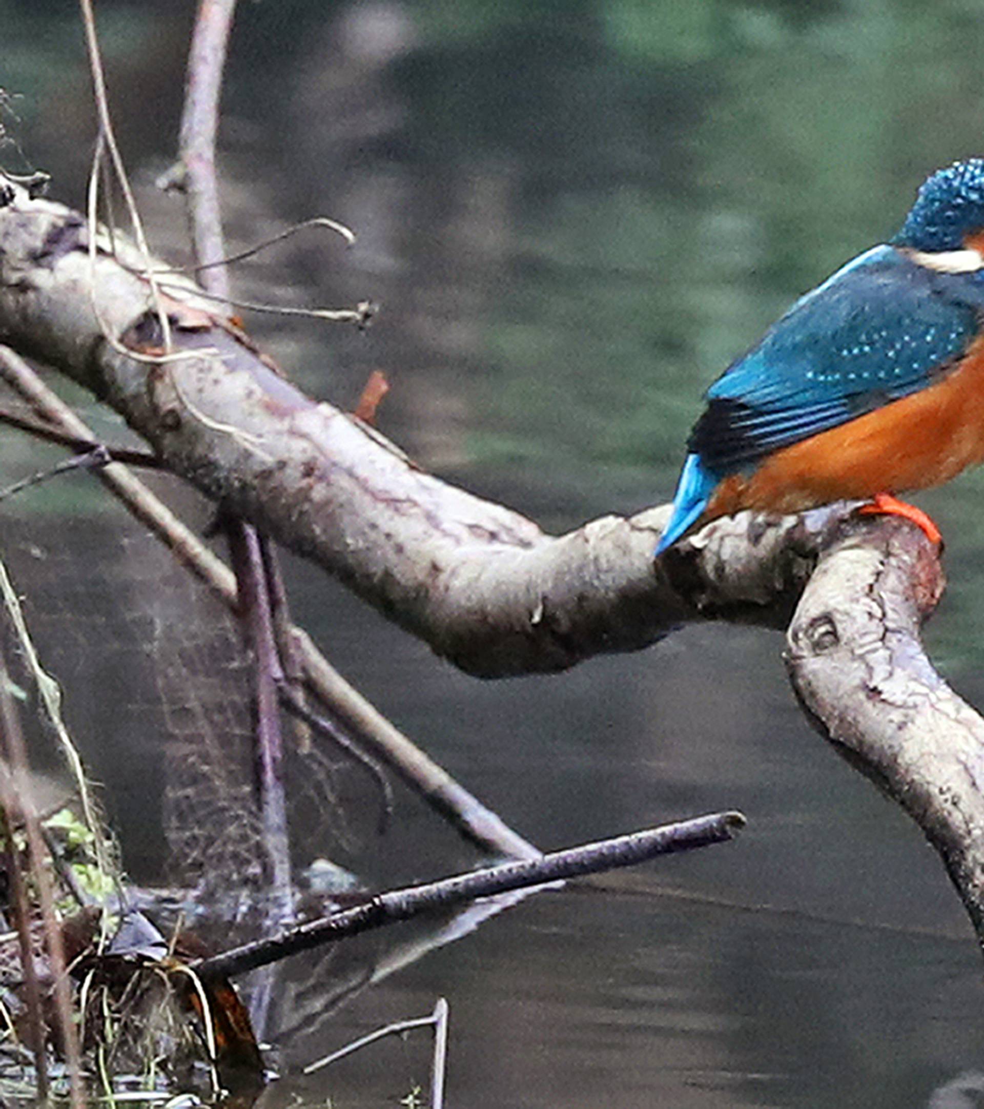 Kingfisher in Newcastle