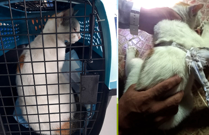 Panamske vlasti uhvatile su mačku na djelu: Pokušavala je prokrijumčariti drogu u zatvor
