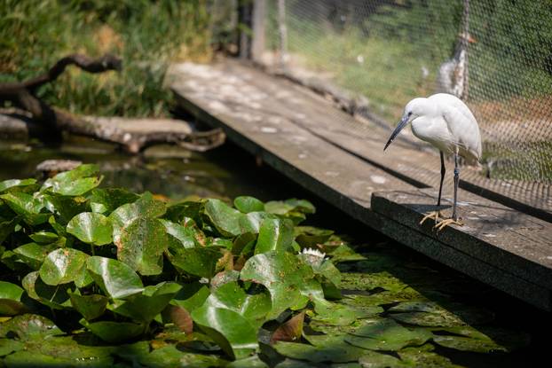 Zagreb: Životinje u Zoološkom vrtu odmaraju tijekom vrućina